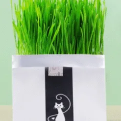 Wheatgrass Cat Grass In Pots